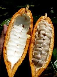 fructul arboruli de cacao