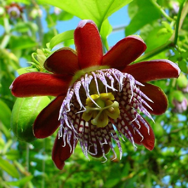 floarea patimilor