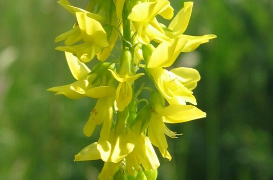 flori de sulfină