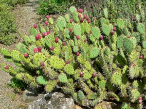 cactusul nopal 