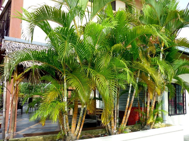 palmierul areca