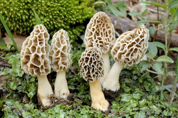 Imagini pentru poze cu ciuperci uriașe