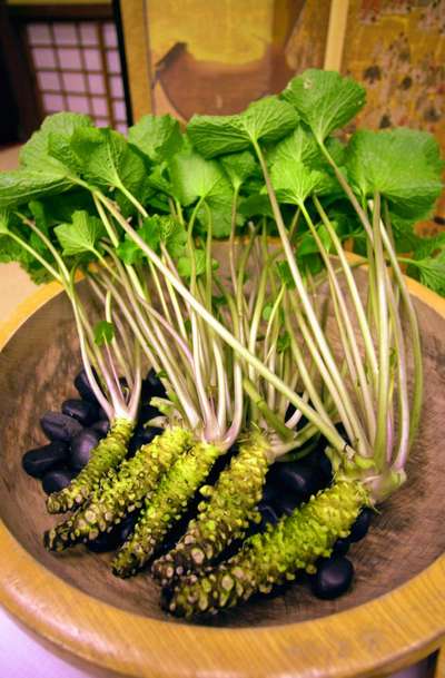 wasabi plantă