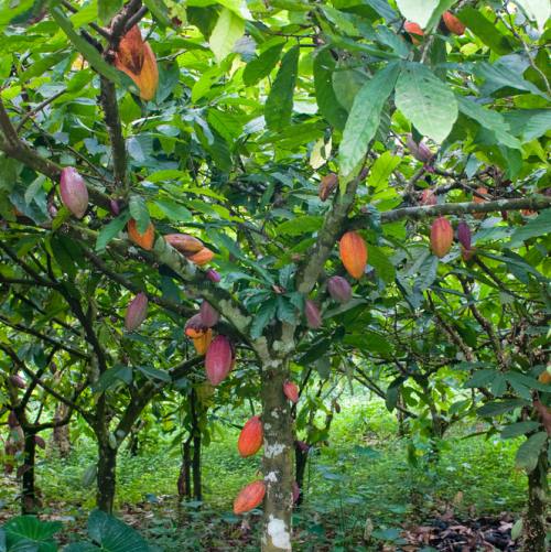arborele de cacao