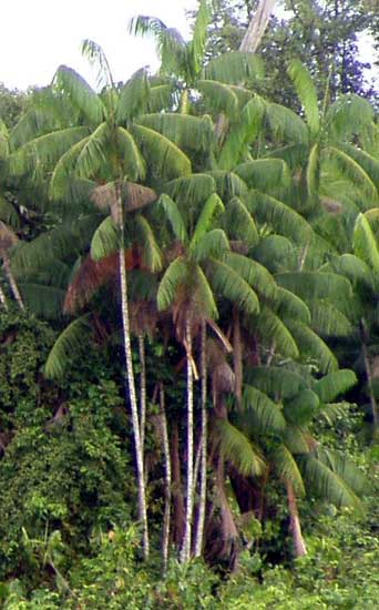 palmier acai