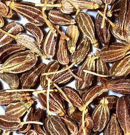 semințe de anason