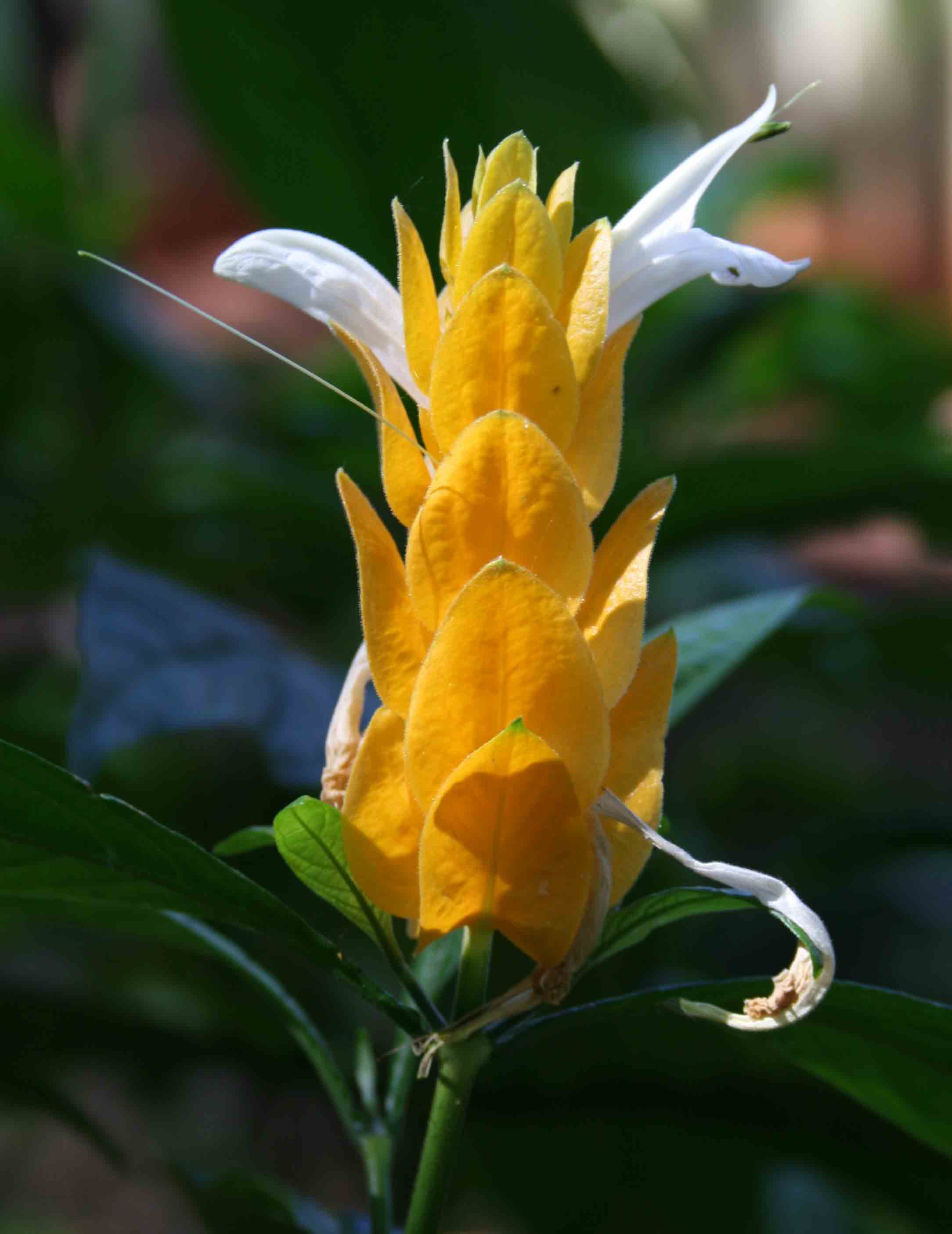 floare spucul auriu