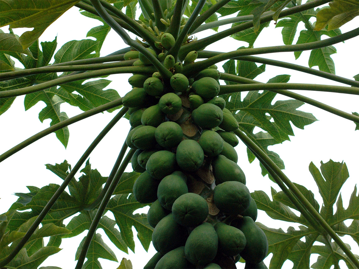 papaya arbore
