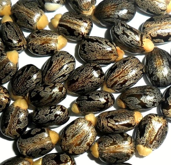 semințe de ricin