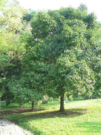 mangostan arbore