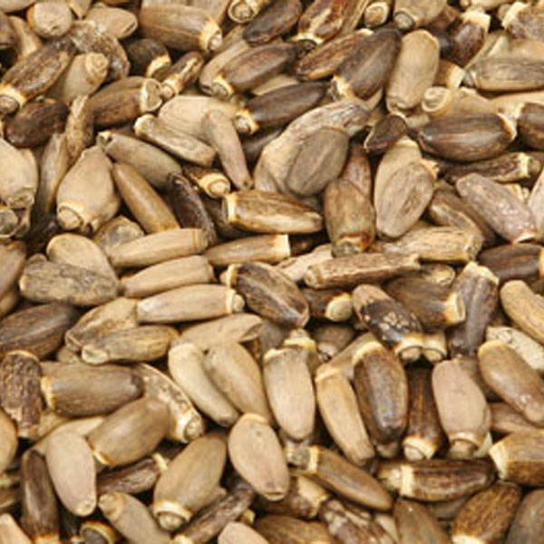 semințe de armurariu