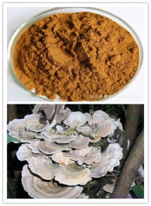 extract ciuperca coriolus