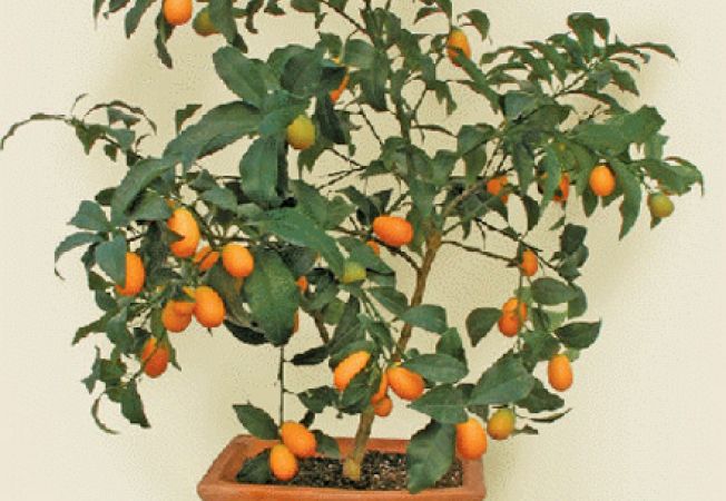 kumquatul în ghiveci