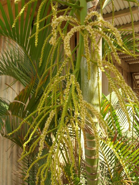 floare palmier aranca