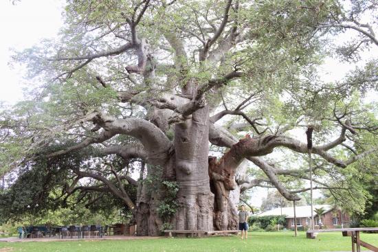 suniland baobab