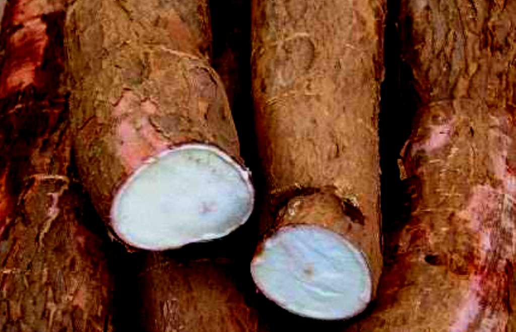 rădăcină de manioc