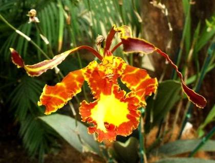 orhideea fluture