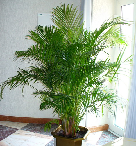 palmierul areca