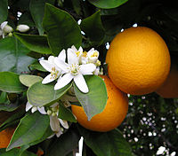 flori de portocal