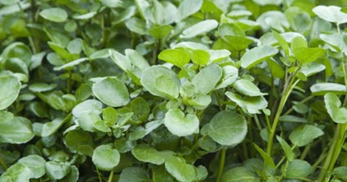 Nasturelul - are un gust placut - Biaplant
