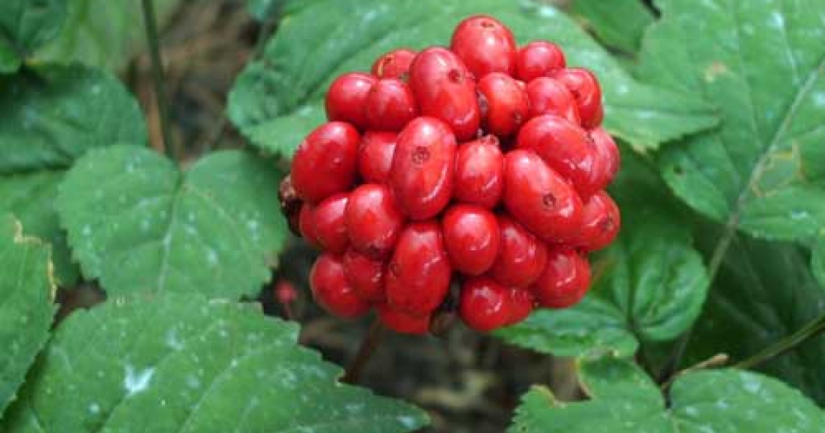 Ginsengul alunga Biaplant