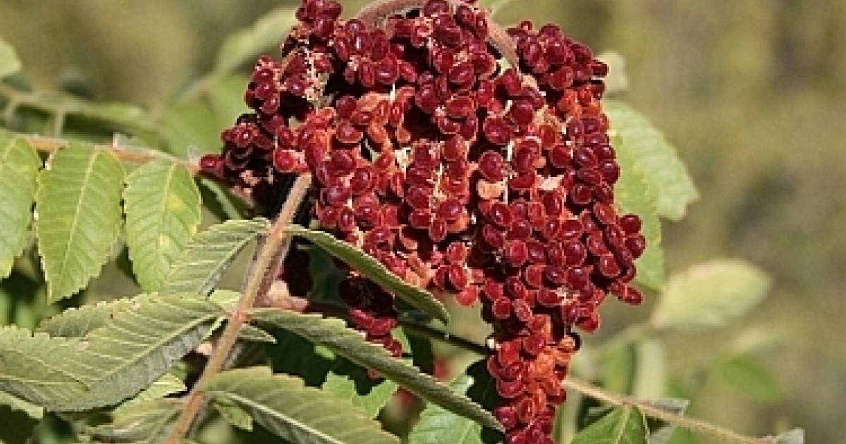 Sumacul Sumacul - o mirodenie apreciata in gastronomie - Biaplant