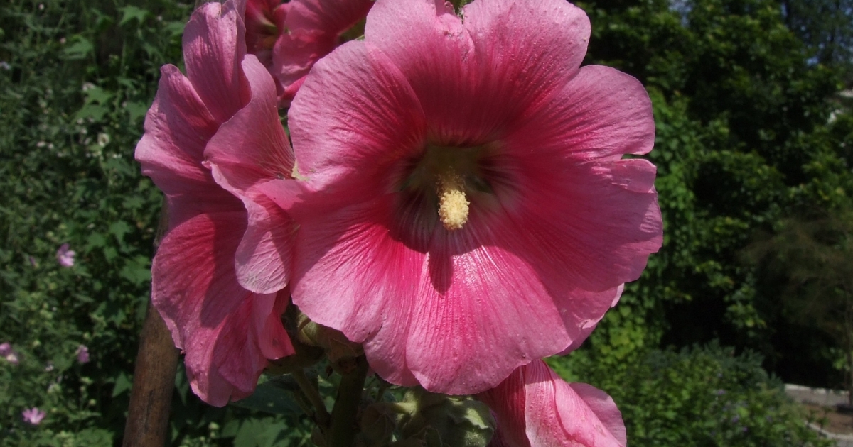 hibiscus cu prostatita
