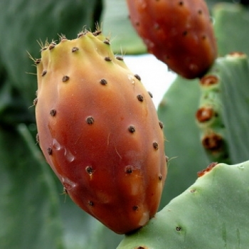 scăderea în greutate cactus nopală